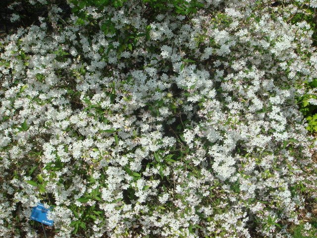 Deutzia monbeigii  P1D